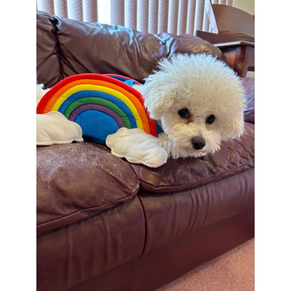 Rainbow Dog Costume Pup Crew M/L